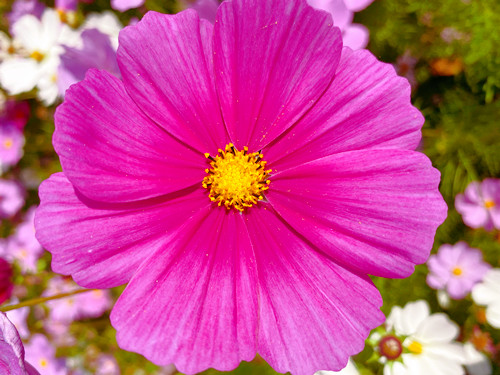 ´ÓÎå¸ö·½Ãæ¸ø´ó¼ÒÏêϸ½éÉÜΪºÎ½¡¿µ¹ÜÀíʦְҵԽÀ´Ô½»ð