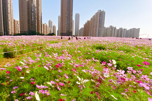 ��������ʦ